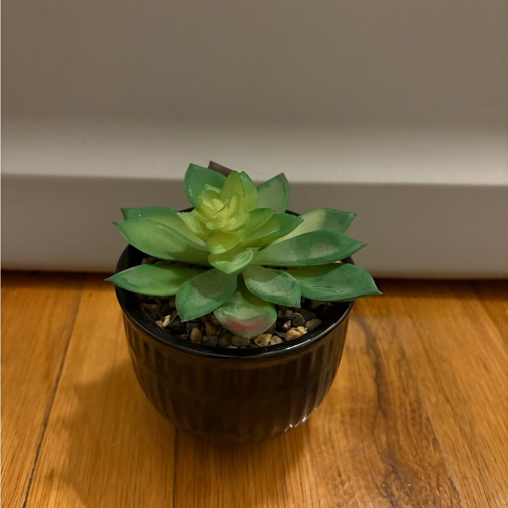 Green Succulent in Black Pot - Home Accent